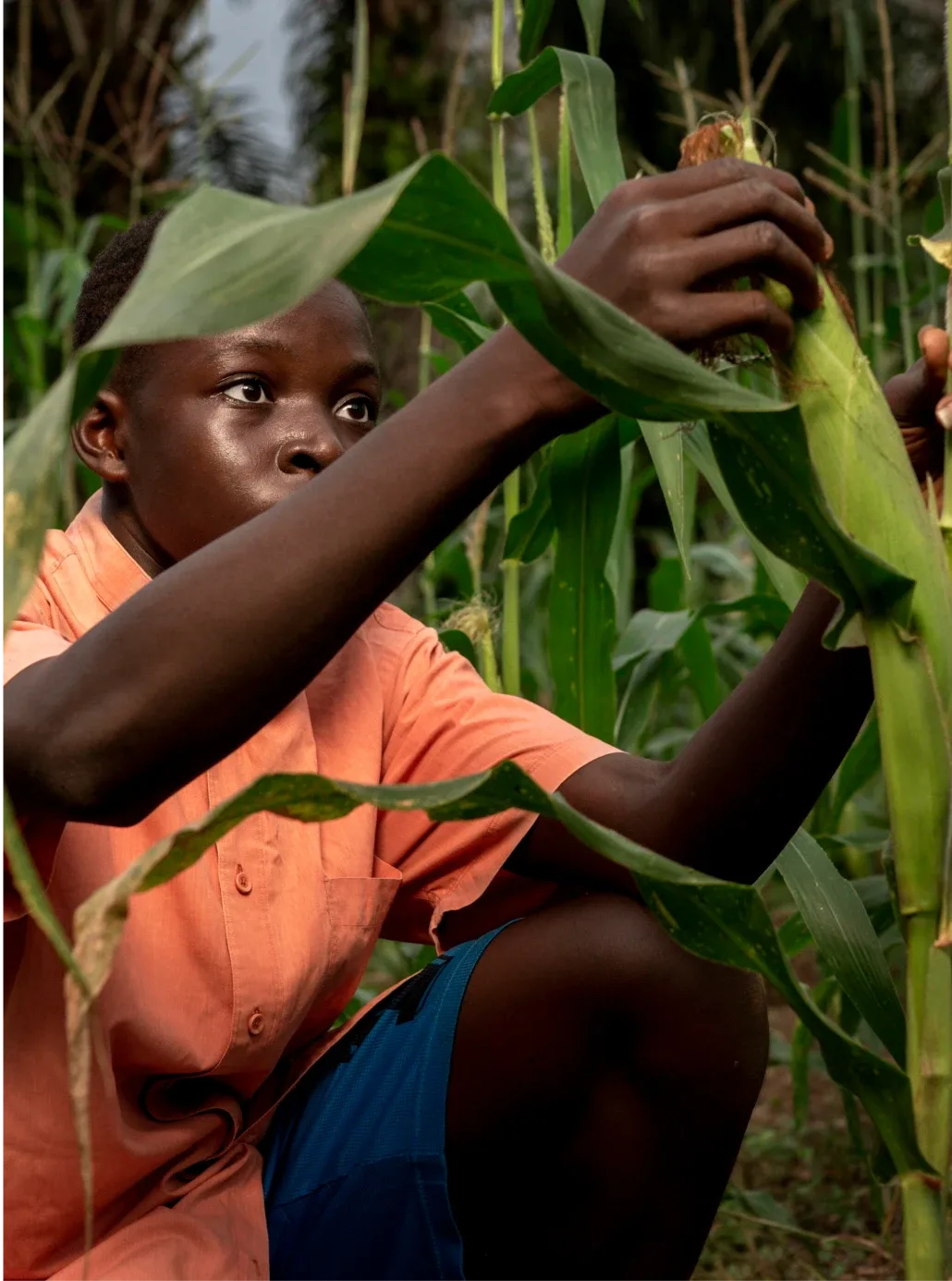 Nigerian Food Security